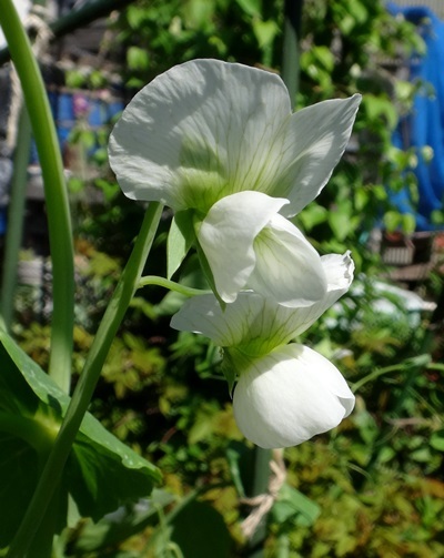 雨もヤマセも止んでホッ♪ アリウム・ロゼウム、野菜の花など_a0136293_15022416.jpg