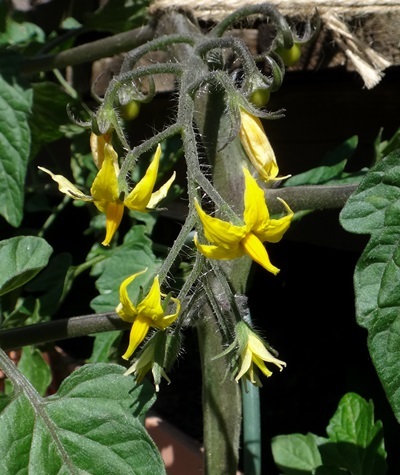 雨もヤマセも止んでホッ♪ アリウム・ロゼウム、野菜の花など_a0136293_15092910.jpg