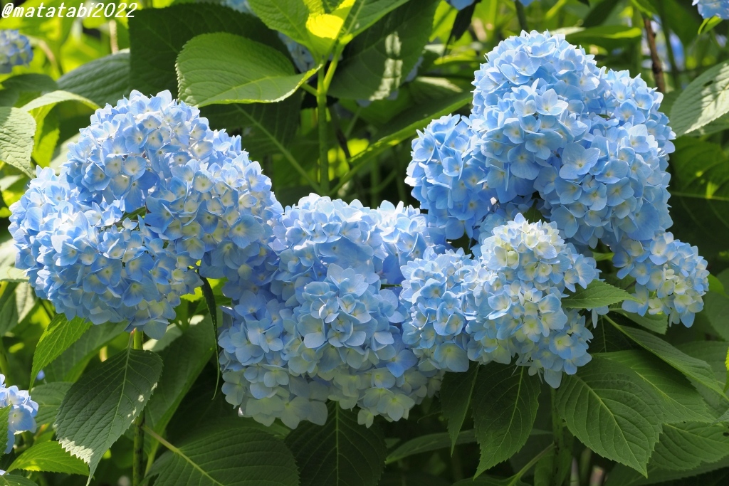 ととろん♬︎ 476*紫陽花のバレッタ(6cm) 山紫陽花