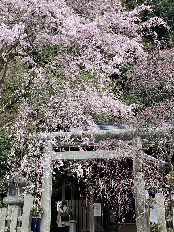 2022年3月 『冬から春へ、雪山から古都のお花見』　March 2022 \"From the Snow Mountain To the Cherry Blossom in Kyoto, Nara\" _c0219616_09303613.jpg