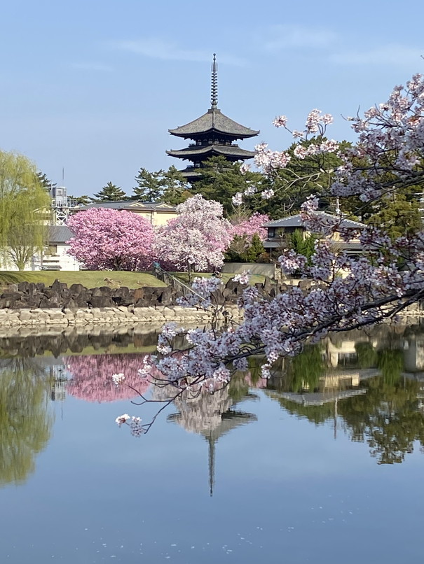 2022年3月 『冬から春へ、雪山から古都のお花見』　March 2022 \"From the Snow Mountain To the Cherry Blossom in Kyoto, Nara\" _c0219616_09480307.jpg