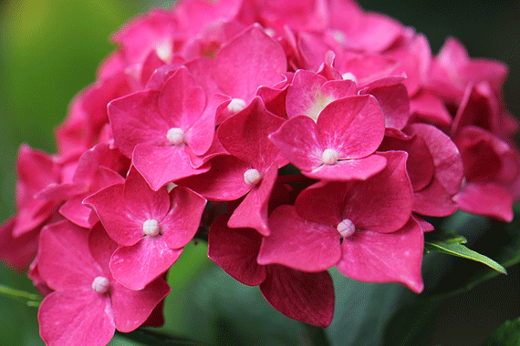 アジサイ 紫陽花 花もり暮らし