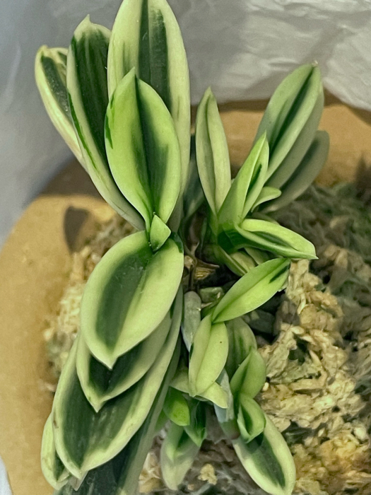 富貴蘭 五十鈴川羆(本芸品小木)