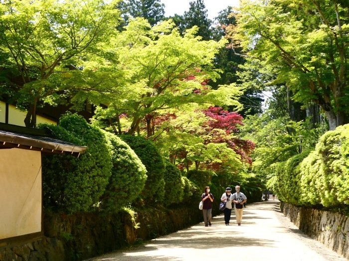  　　高野山　新緑の蛇腹道　　２０２２-０６-１０　００：００ 　_b0093754_23475280.jpg