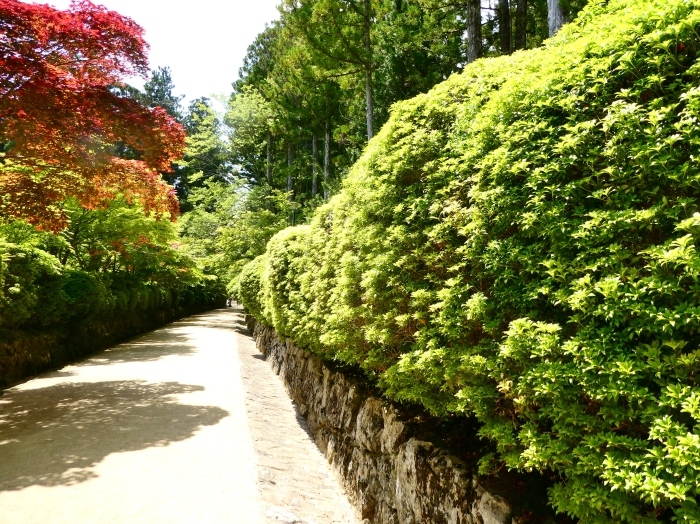  　　高野山　新緑の蛇腹道　　２０２２-０６-１０　００：００ 　_b0093754_23483592.jpg