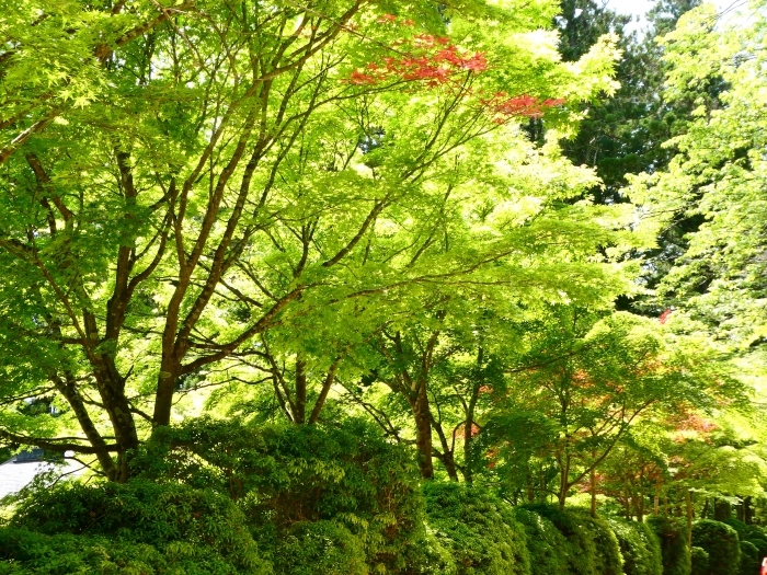  　　高野山　新緑の蛇腹道　　２０２２-０６-１０　００：００ 　_b0093754_23491761.jpg
