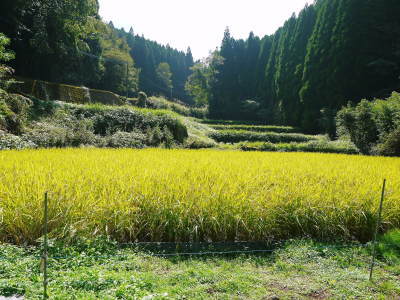 米作りの挑戦(2022)　その１：本日、田植えを終えました！米作りに取り組むわけとこの地の環境_a0254656_20083617.jpg