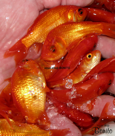 生き餌 各種 Aqua Shop Bonito Blog