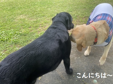 フリルが似合わない女子。_c0182012_16101442.jpg