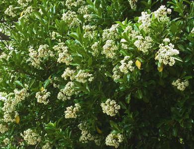 サンゴジュの花 樹木見て歩き