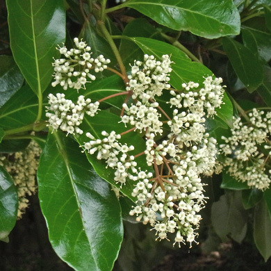 サンゴジュの花 樹木見て歩き