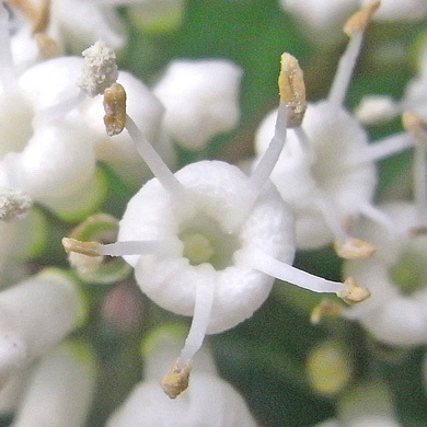 サンゴジュの花 樹木見て歩き