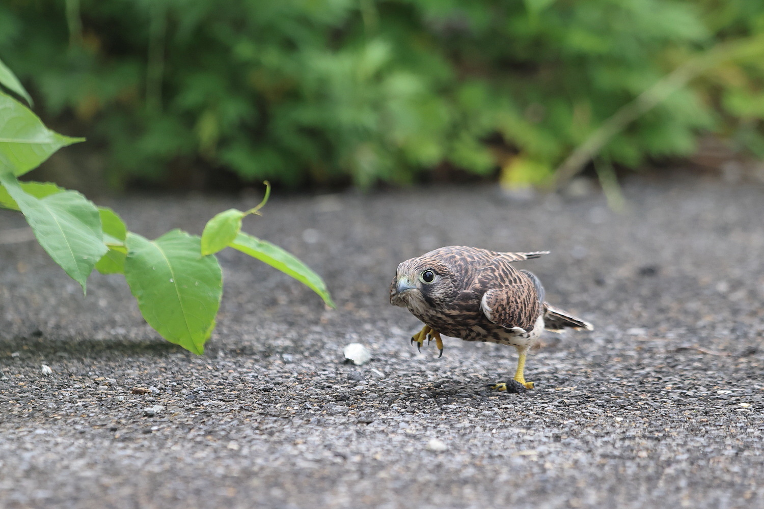 チョウゲンボウ 巣立ち二番目の子は 場外へ_f0369315_20080232.jpg