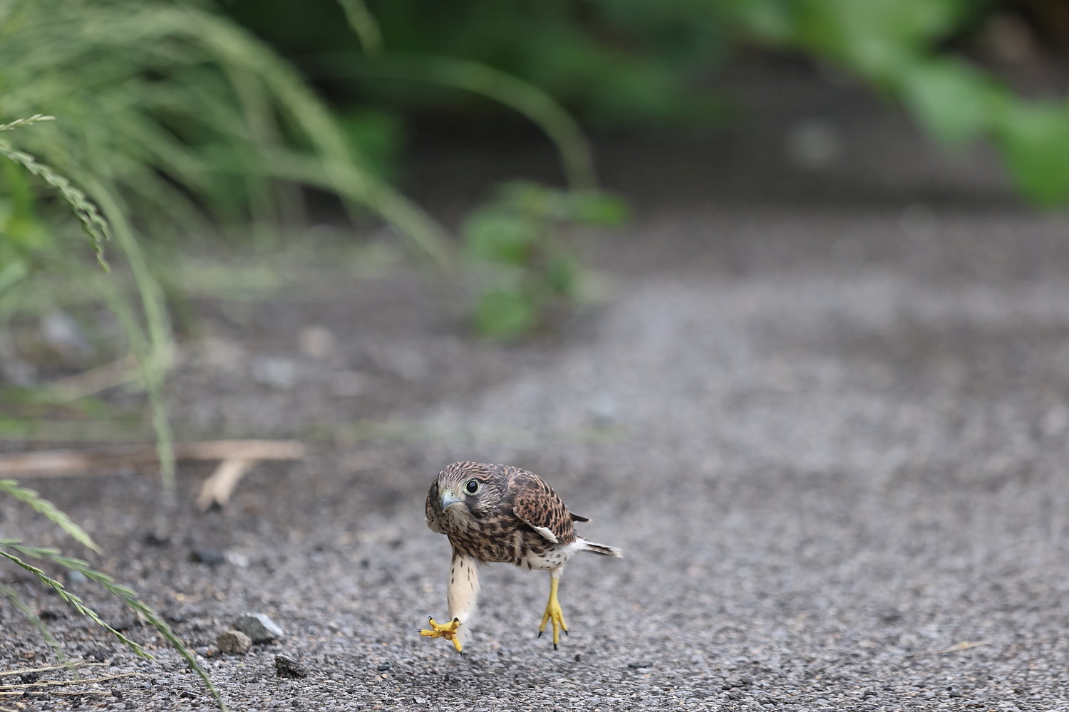 チョウゲンボウ 巣立ち二番目の子は 場外へ_f0369315_20080266.jpg