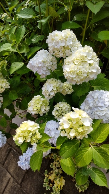 紫陽花散歩_c0155326_11432247.jpg