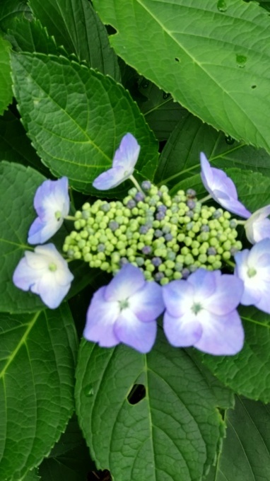 紫陽花散歩_c0155326_11444798.jpg