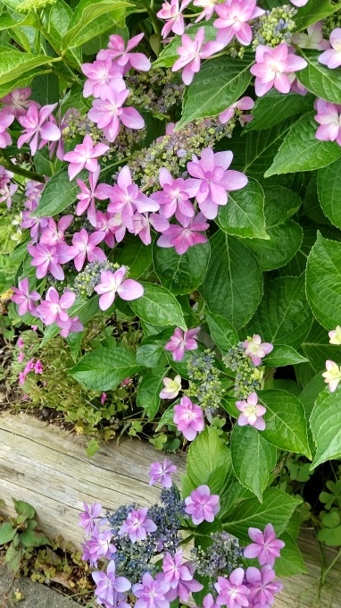 紫陽花散歩_c0155326_11461395.jpg