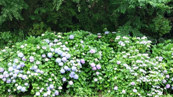 紫陽花散歩_c0155326_11473113.jpg