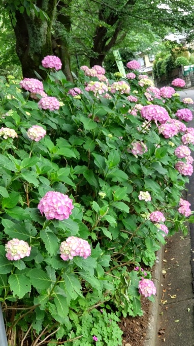 紫陽花散歩_c0155326_11480246.jpg