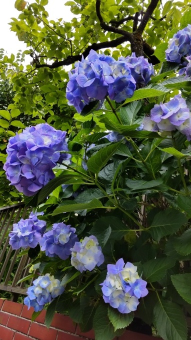 紫陽花散歩_c0155326_11482289.jpg