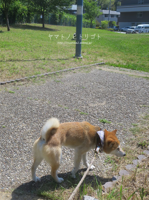 「カンチー!」_e0394031_06261963.jpg