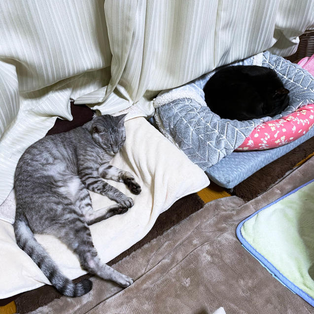 猫たちはなんでもわかっている。_d0355333_20561492.jpg