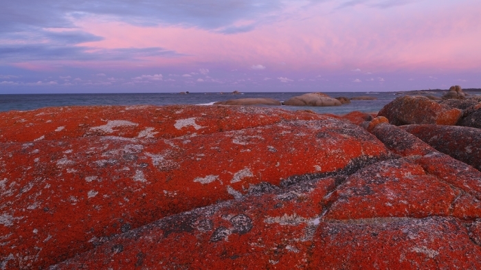 炎の海岸　Bay of Fire ,Tasmania  撮影ツアーのご案内_f0050534_10502405.jpg