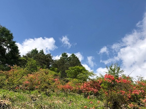 花と緑の美し森_f0019247_22040138.jpg