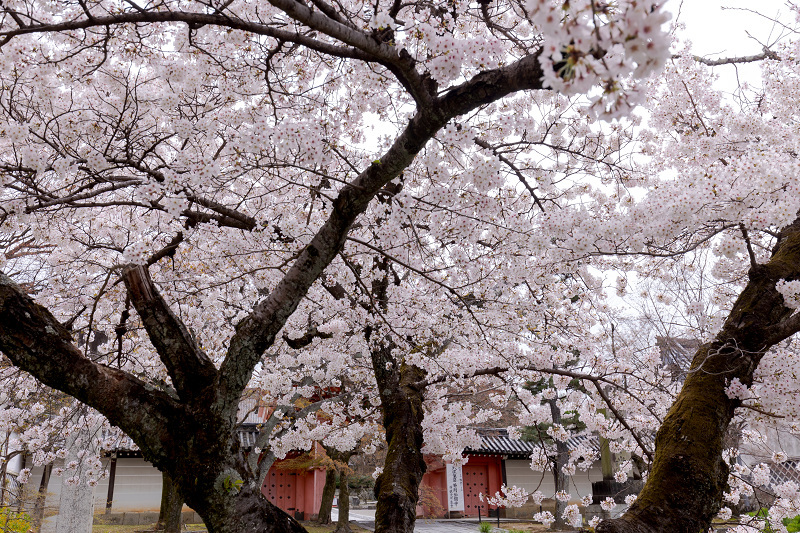 (A0033)パセ・ジェラルド「花咲く桜の木」 A0033)パセ・ジェラルド「花咲く桜の木」 Cherry blossoms