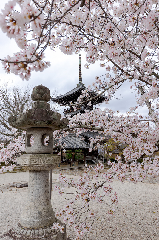 22桜咲く京都 真如堂 春景色 花景色 K W C Photoblog