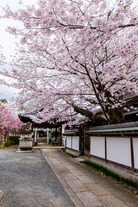 2022桜咲く京都 真如堂・春景色 : 花景色－K.W.C. PhotoBlog