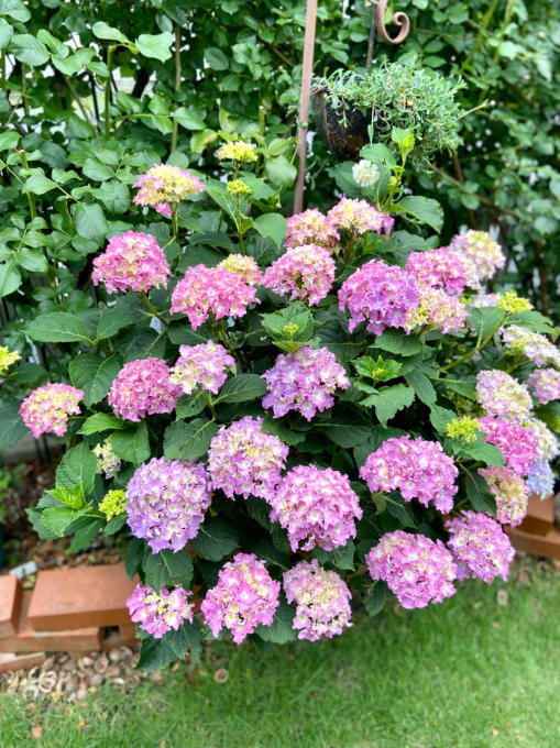 17種の紫陽花のうち、色付いてきた11種の紫陽花達♡ : 薪割り