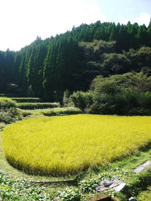 米作りの挑戦(2022)　その2：種まきから苗床での発芽、成長、そして田植えまで_a0254656_19151987.jpg