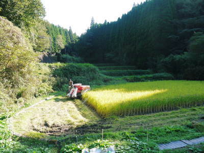 米作りの挑戦(2022)　その2：種まきから苗床での発芽、成長、そして田植えまで_a0254656_19180344.jpg