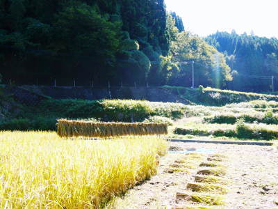 米作りの挑戦(2022)　その2：種まきから苗床での発芽、成長、そして田植えまで_a0254656_19280111.jpg