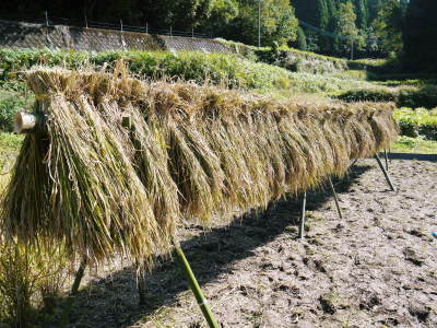 米作りの挑戦(2022)　その2：種まきから苗床での発芽、成長、そして田植えまで_a0254656_19290314.jpg