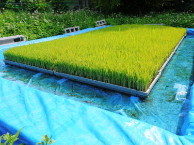 米作りの挑戦(2022)　その2：種まきから苗床での発芽、成長、そして田植えまで_a0254656_19403567.jpg