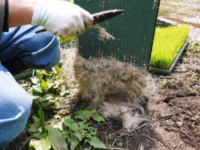米作りの挑戦(2022) その2:種まきから苗床での発芽、成長、そして田植えまで_a0254656_19481647.jpg