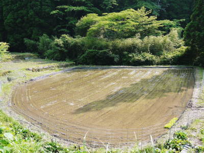 米作りの挑戦(2022)　その2：種まきから苗床での発芽、成長、そして田植えまで_a0254656_19570683.jpg