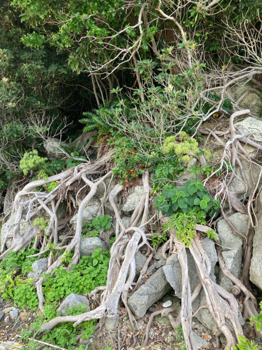 私的ブログ…梅雨入り前にしこたま遊ぶ…編^_^_d0132688_17155559.jpg