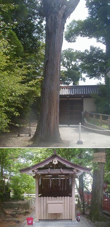 ●神社の造形―北野天満宮の大杉社、曲水庭園_d0053294_00150261.jpg