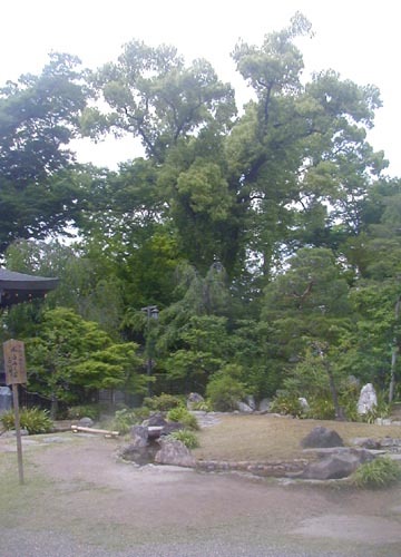 ●神社の造形―北野天満宮の大杉社、曲水庭園_d0053294_00152516.jpg