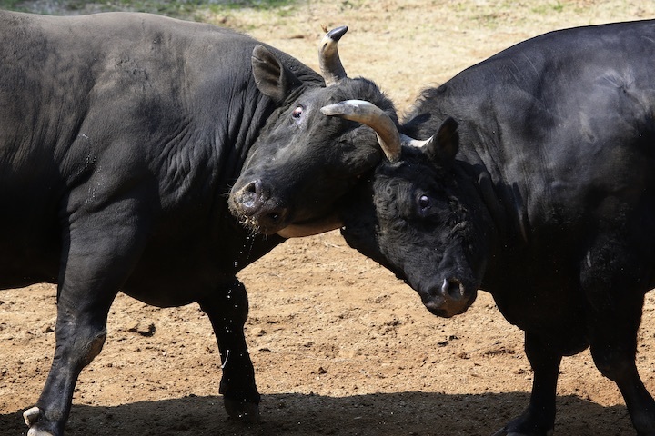 5/22 山古志闘牛 斬鉄-かなさん 前編_b0016600_23422271.jpeg