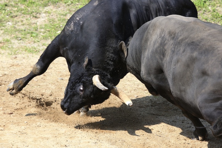 5/22 山古志闘牛 斬鉄-かなさん 前編_b0016600_23431399.jpeg
