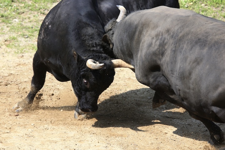 5/22 山古志闘牛 斬鉄-かなさん 前編_b0016600_23433682.jpeg