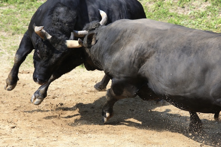5/22 山古志闘牛 斬鉄-かなさん 前編_b0016600_23435461.jpeg