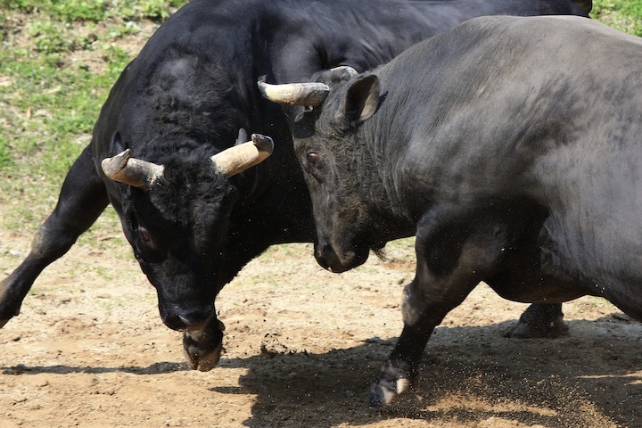 5/22 山古志闘牛 斬鉄-かなさん 前編_b0016600_23441318.jpeg