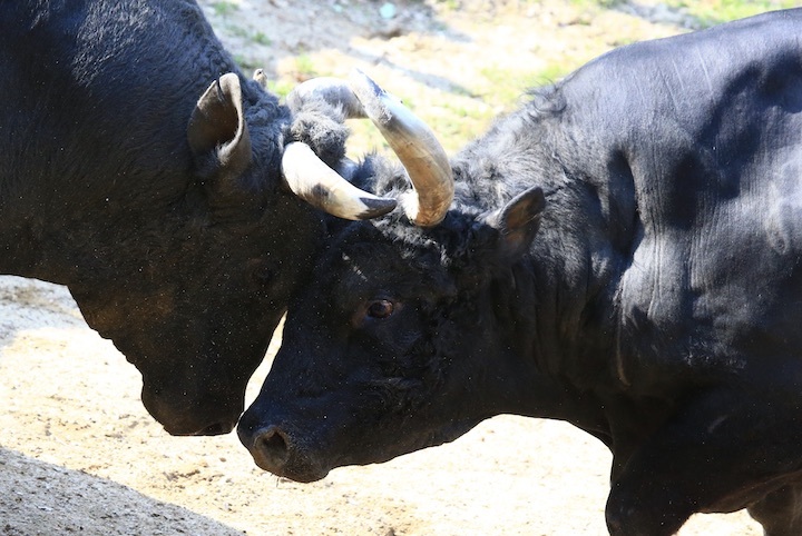 5/22 山古志闘牛 斬鉄-かなさん 前編_b0016600_23443534.jpeg