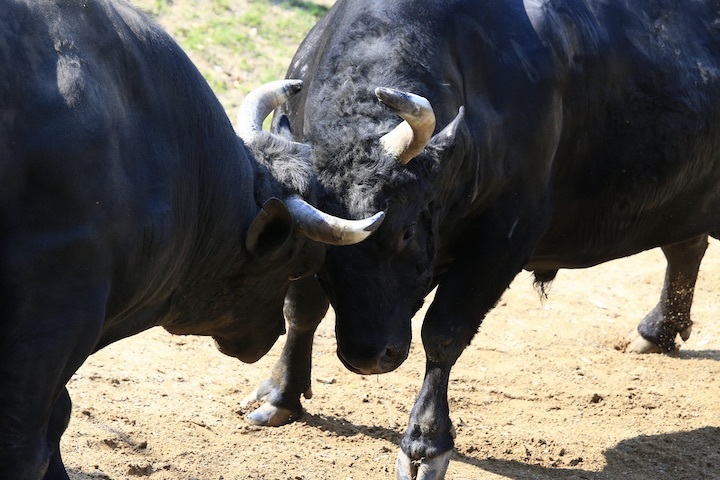 5/22 山古志闘牛 斬鉄-かなさん 前編_b0016600_23445447.jpeg