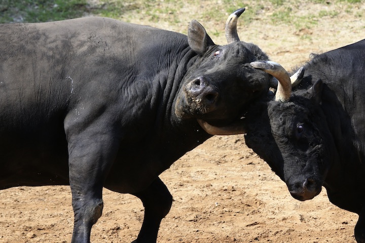 5/22 山古志闘牛 斬鉄-かなさん 前編_b0016600_23453019.jpeg